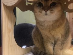 -猫色咖啡·猫咖
