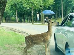 -秦皇岛野生动物园
