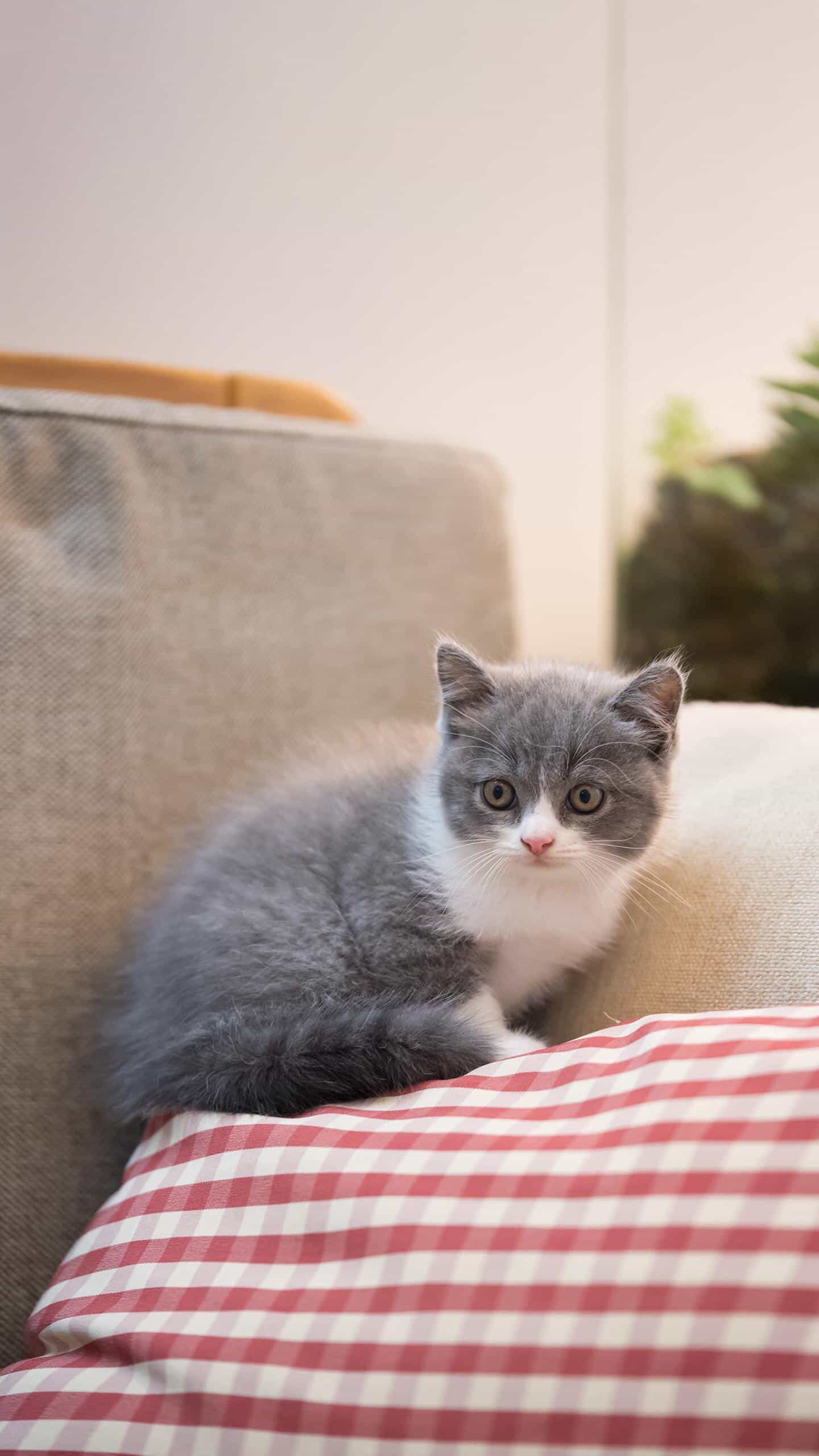 宠物猫怕冷吗（宠物猫怕冷吗冬天）