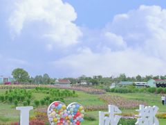 -空港花田景区