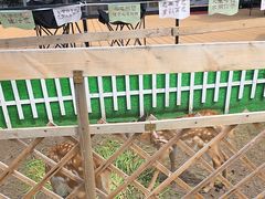 -吉林市朱雀山国家森林公园