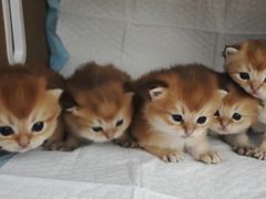 -天宠宠物医院24小时·急重症诊疗中心·全科·腔镜特色(和平分院)