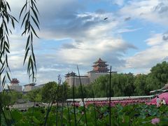 -莲花池公园