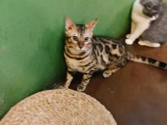 -猫猫幼稚园·撸猫·桌游·电玩