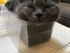 -瑞派宠物医院·24h·骨外科·皮肤科·全科宠物医疗转诊中心(沈阳浑南院)