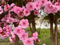 -日照海滨国家森林公园