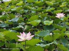 -荔湾湖公园