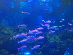 -芜湖新华联大白鲸海洋公园