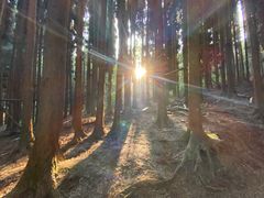 -武陵山森林公园