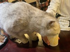 -Mr.Fox狐狸先生超级密室(南山店)