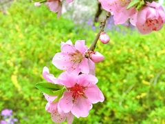 -苏州上方山国家森林公园