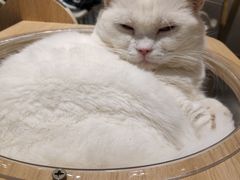 -飞行喵MR PILOT|猫舍·猫咖(静安大融城店)