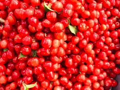 -御林古桑园