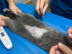 -瑞派·关忠动物医院·猫专科·犬专科(三环新城店)