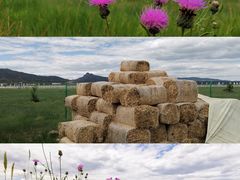 -敕勒川草原