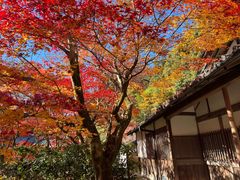 -西芳寺(苔寺)