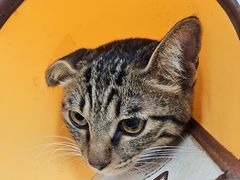 -瑞派动物医院·猫专科·至诚(江南中分院)