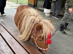 -上海野生动物园老虎餐厅