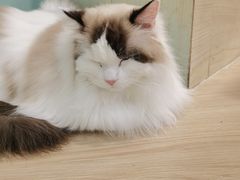 -安格丽娜·狗咖·猫咖羊驼咖(春熙路百盛商场店)