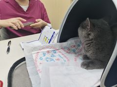 -宠颐生猫科·内科皮肤科(西平世纪城店)