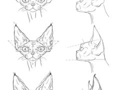 -青奢宠物·青奢猫舍