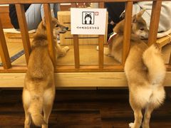 -豆柴町-柴犬主题狗咖(红鼎国际C座店)