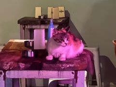 -ZING鲸鱼啤酒(葡萄院店)