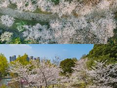 -香雪海