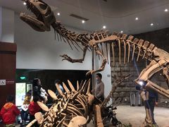 -自贡恐龙博物馆