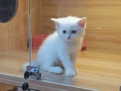 -猫十亿·布偶金渐层·曼基康矮脚猫舍(青年路店)