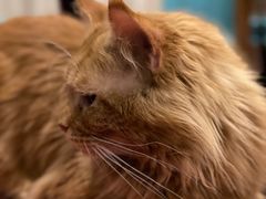 -猫小院猫主题咖啡厅(北锣店)