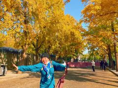 -三里屯东五街银杏大道