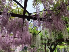 景点-嘉定紫藤园