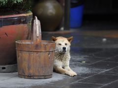 景观位-青城甲(青城山店)