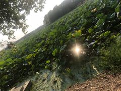 -荷塘月色湿地公园·向阳花洲