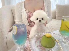 -萌宠之家·腊肠犬·马尔泰·小体犬舍