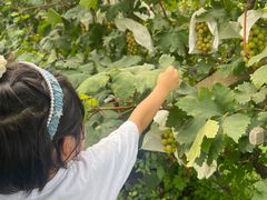 -马陆小张葡萄园农家乐