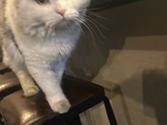 -Mr.Fox狐狸先生超级密室(南山店)