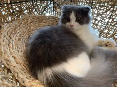-飞行喵MR PILOT|猫舍·猫咖(静安大融城店)