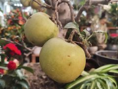 -双季花艺园艺市场(浦东店)