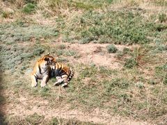 -新疆天山野生动物园