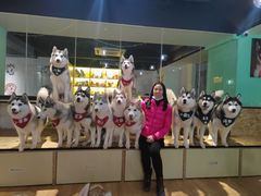 -Husky Go! 哈士奇体验馆·宠物咖啡厅狗咖