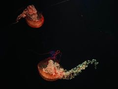 -欢乐海岸海洋奇梦馆