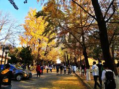 -八大关景区