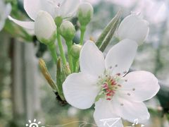 -树山生态村