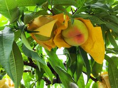 -老袁家蜜桃农场·阳山水蜜桃