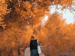 -金塔沙漠胡杨林景区