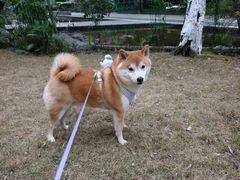 -半岛宠物医院24小时·内窥镜·牙科·碎石中心(府城大道店)