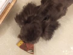 -爱宠屋pet shop·宠物洗澡·宠物美容