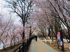 -桃花堤公园